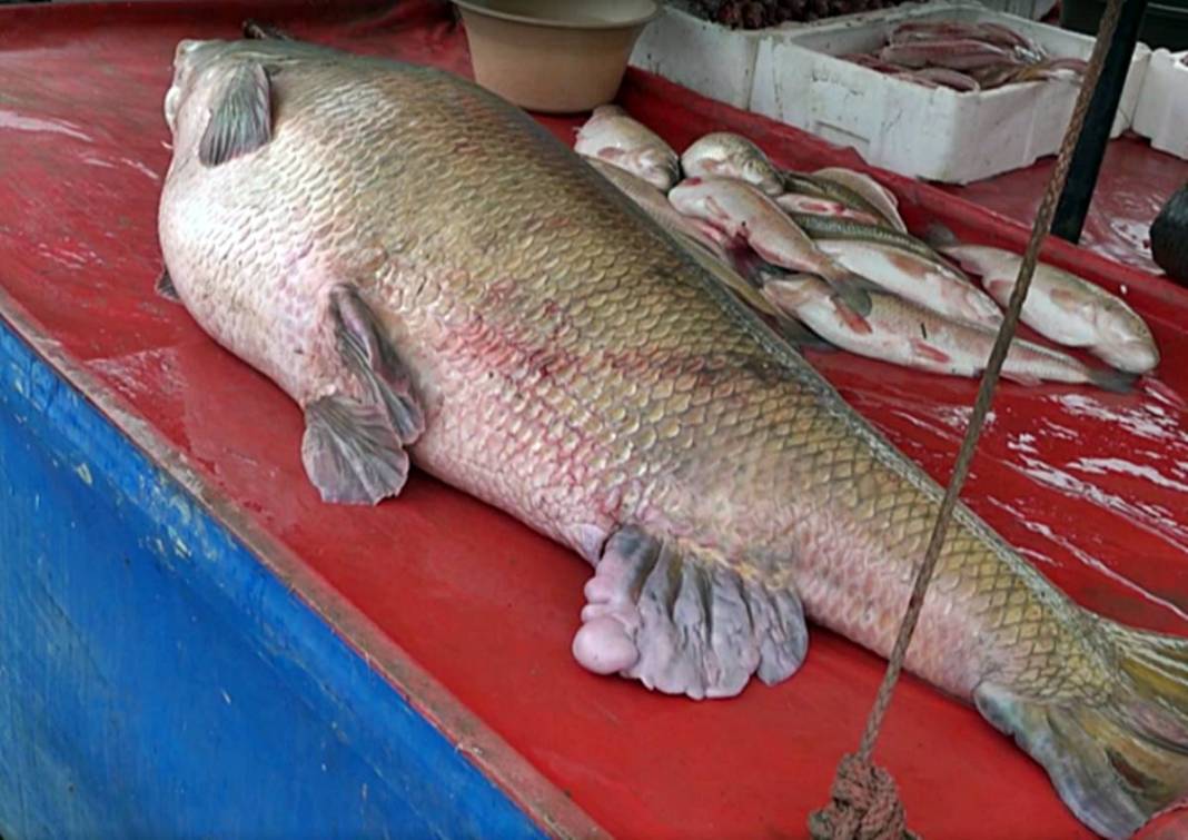 Turnayı gözünden vurdu: 110 kg ağırlığında, kilosunu 250 TL'den satıyor! 40 yıllık meslek hayatında ilki yaşadı 1